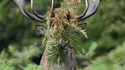 Un cerf camouflé