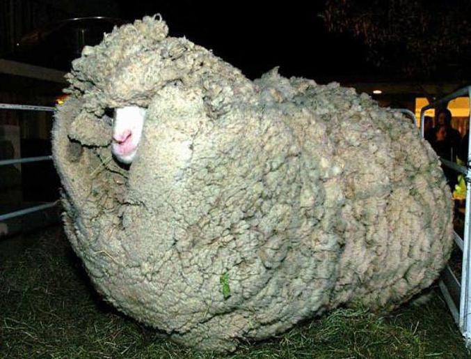 Un mouton qui n'a pas froid en hiver.
