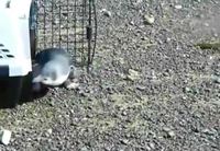 Retour à la vie sauvage