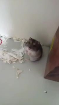Tuer un hamster
