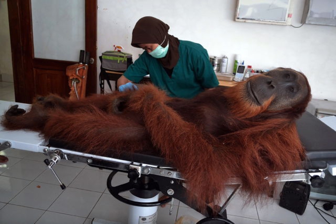 Un vétérinaire du programme de Conservation des Orang-Outans examine un mâle de 14 ans, découvert avec une balle de métal dans la jambe sur l’île de Sumatra.
