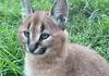 Les lynx ont 10 muscles dans chaque oreille