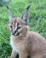 Les lynx ont 10 muscles dans chaque oreille