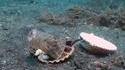 Un plongeur veut échanger un coquillage contre son gobelet en plastique