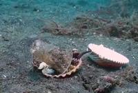 Un plongeur veut échanger un coquillage contre son gobelet en plastique 