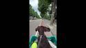 Décollage canin