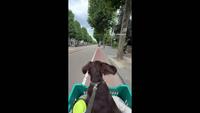 Décollage canin