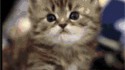 Monsieur Chatate