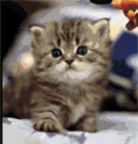 Monsieur Chatate