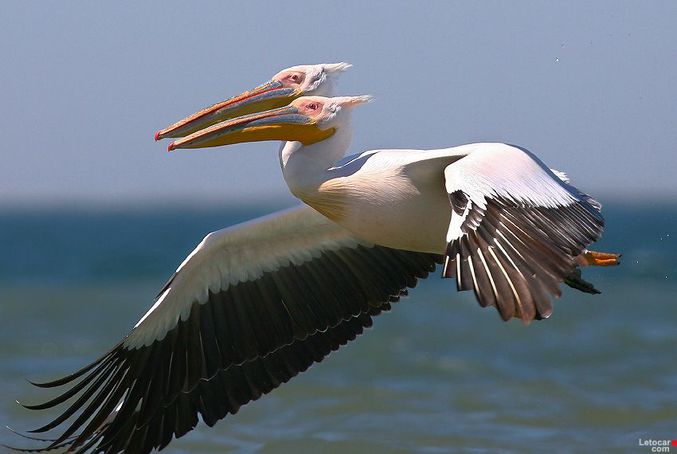 Une photo qui donne l'impression que l'oiseau a deux têtes.