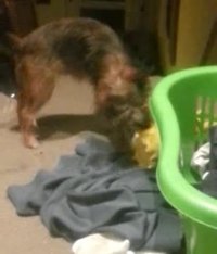 Un chien et Bart