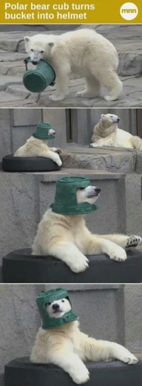 L'ours casqué