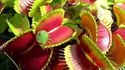 Plante carnivore, la dionée attrape-mouche