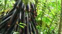 Arbre phallique