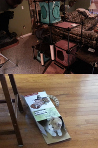 Château pour chat