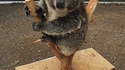 Combien pèse un Koala ?