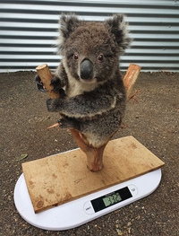 Combien pèse un Koala ?