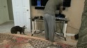 L'attaque bizarre du chat