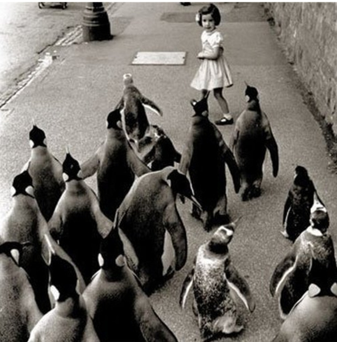 Les pingouins attaquent.