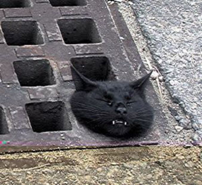 Un chat est coincé dans un égout