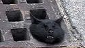 Un chat coincé