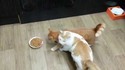 Les chats ne partagent pas