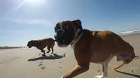 La première balade à la plage pour un boxer à deux pattes