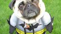 Batdog 2