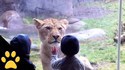 Des animaux affamés et des enfants