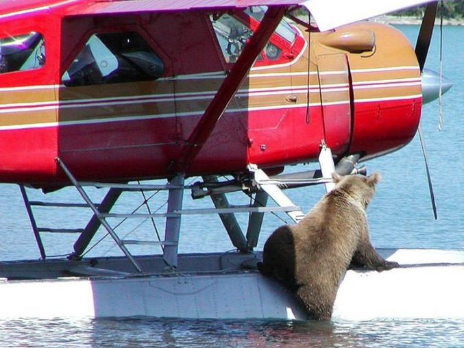 Un ours souhaite faire un petit tour en avion.