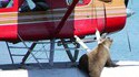 Passager indésirable