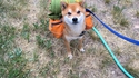 Such exploration, much wow !