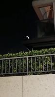 Le baron de la nuit 