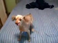 Chien buggé: version jazz