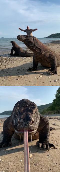 Incroyable survie de ces quasi préhistoriques bestioles (ambiance favorable, pas de prédateur, etc...)