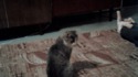 Un chat qui ne se laisse pas insulter