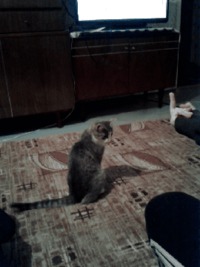 Un chat qui ne se laisse pas insulter