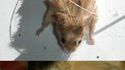 Une souris souris