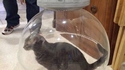 BB-cat