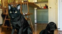 Face swap