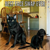 Face swap