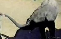 Embrouilles dans la savane