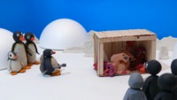 Pingu, cet assassin