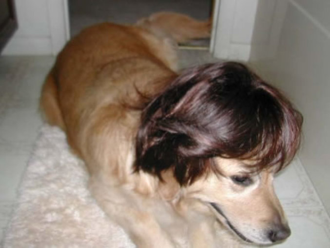 Un chien avec une perruque.