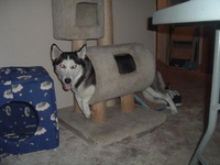 Nyan dog