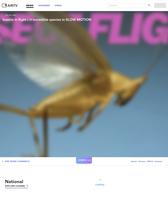 Insectes au décollage en slow motion