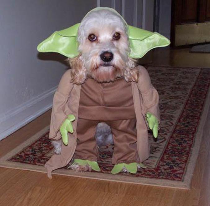 Quand on déguise un chient en Yoda de Star wars, ça donne une chose hilarante.
