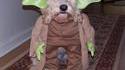 Yoda version chien