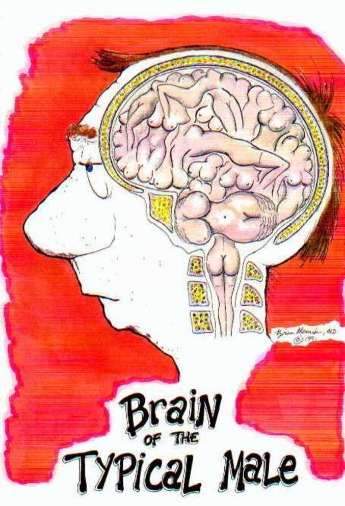 Cerveau d'un homme typique.