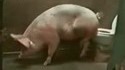 Cochon propre